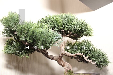 网贷714逾期的人多吗 网贷714逾期的人多吗