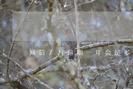 网贷7万逾期一年会是多少 网贷7万逾期一年会是多少