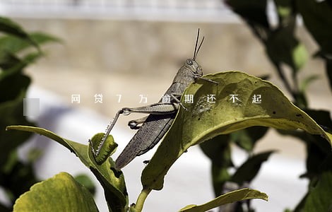 网贷7万逾期还不起 网贷7万逾期还不起
