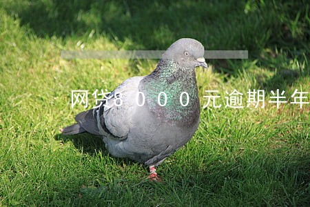 网贷8000元逾期半年 网贷8000元逾期半年