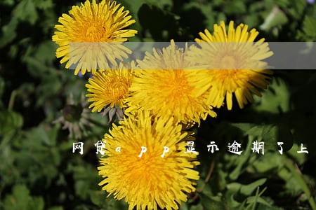 网贷app显示逾期了上征信吗 网贷app显示逾期了上征信吗