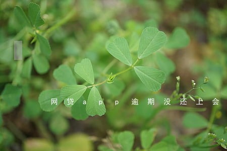 网贷app逾期没还上会怎样 网贷app逾期没还上会怎样