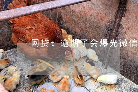网贷t逾期了会爆光微信QQ吗 网贷t逾期了会爆光微信QQ吗