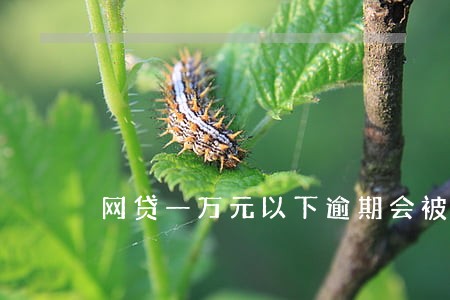 网贷一万元以下逾期会被起诉吗 网贷一万元以下逾期会被起诉吗