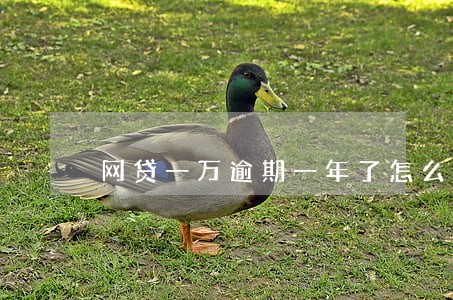 网贷一万逾期一年了怎么办 网贷一万逾期一年了怎么办