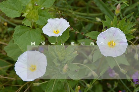 网贷一万逾期两个月 网贷一万逾期两个月