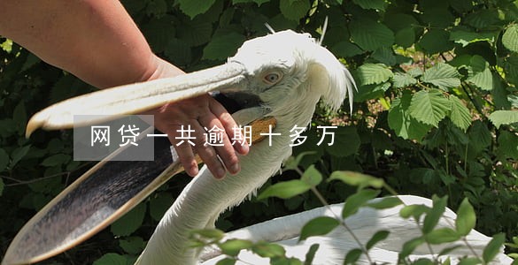 网贷一共逾期十多万 网贷一共逾期十多万