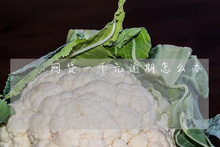 网贷一千元逾期怎么办 网贷一千元逾期怎么办