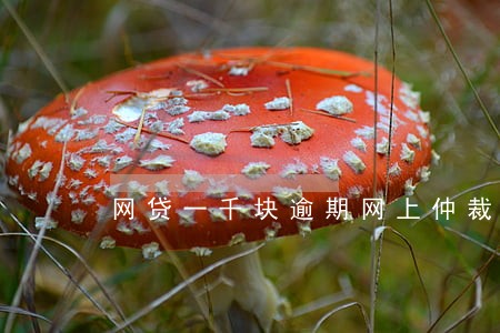 网贷一千块逾期网上仲裁 网贷一千块逾期网上仲裁