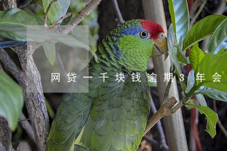 网贷一千块钱逾期3年会起诉吗 网贷一千块钱逾期3年会起诉吗