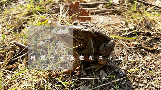 网贷一千多逾期三个月变六千 网贷一千多逾期三个月变六千