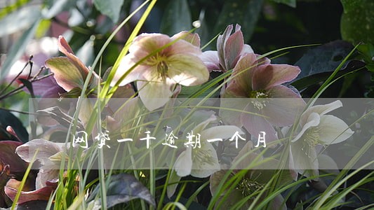 网贷一千逾期一个月