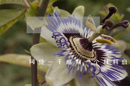 网贷一千逾期一个月利息 网贷一千逾期一个月利息