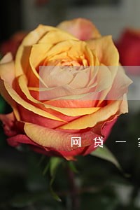 网贷一家逾期 网贷一家逾期