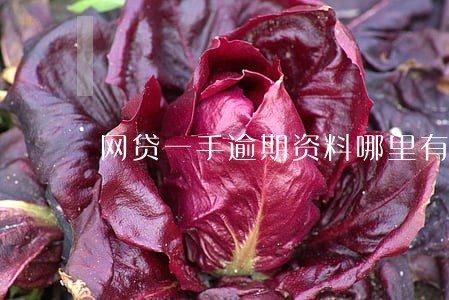 网贷一手逾期资料哪里有卖 网贷一手逾期资料哪里有卖