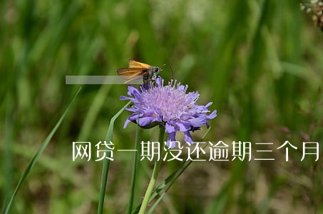 网贷一期没还逾期三个月 网贷一期没还逾期三个月
