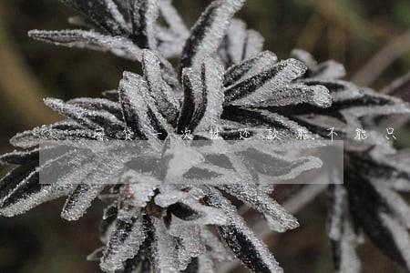 网贷一次性还款能不能只还本金 网贷一次性还款能不能只还本金