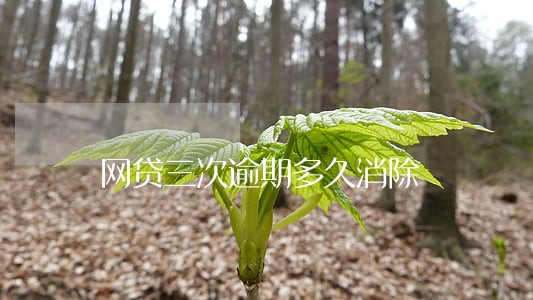 网贷三次逾期多久消除 网贷三次逾期多久消除