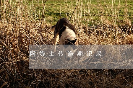 网贷上传逾期记录 网贷上传逾期记录