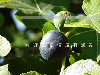 网贷上征信没有逾期 网贷上征信没有逾期