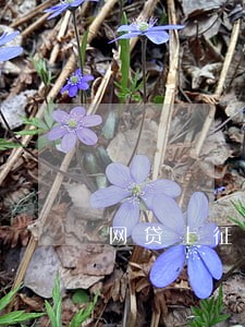 网贷上征信逾期一天