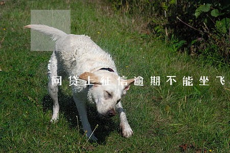 网贷上征信逾期不能坐飞机 网贷上征信逾期不能坐飞机