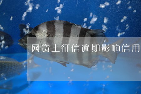 网贷上征信逾期影响信用卡吗 网贷上征信逾期影响信用卡吗