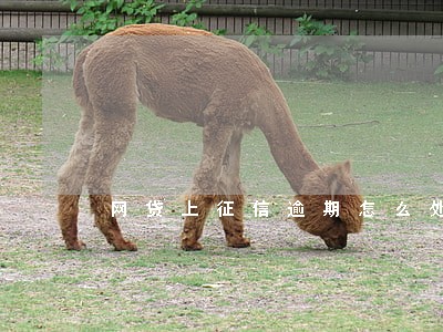 网贷上征信逾期怎么处理 网贷上征信逾期怎么处理