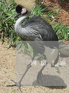 网贷上逾期时间 网贷上逾期时间