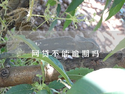 网贷不能逾期吗 网贷不能逾期吗