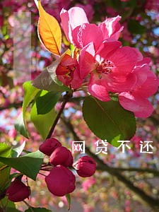 网贷不还逾期结果是什么意思 网贷不还逾期结果是什么意思