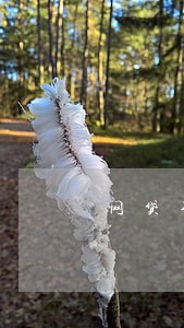 网贷不逾期可以停息挂账吗 网贷不逾期可以停息挂账吗