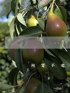 网贷不逾期可以公积金贷款吗 网贷不逾期可以公积金贷款吗