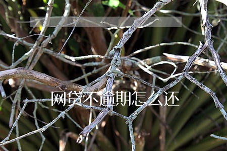 网贷不逾期怎么还 网贷不逾期怎么还