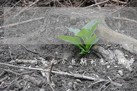 网贷两万逾期利息大概多少 网贷两万逾期利息大概多少