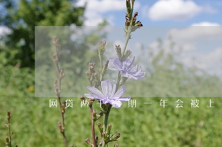 网贷两千逾期一年会被上门催收吗