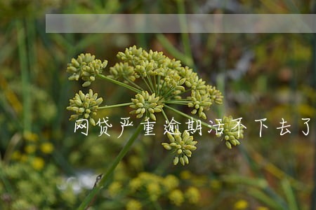 网贷严重逾期活不下去了想死 网贷严重逾期活不下去了想死