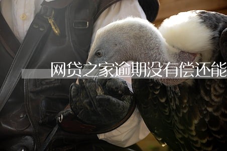 网贷之家逾期没有偿还能力怎么办 网贷之家逾期没有偿还能力怎么办