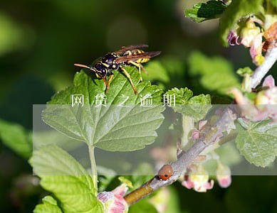 网贷之逾期 网贷之逾期
