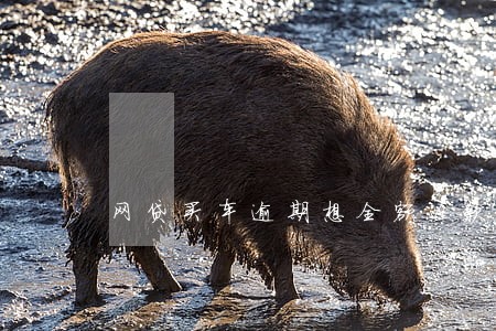 网贷买车逾期想全额还款去哪里还 网贷买车逾期想全额还款去哪里还