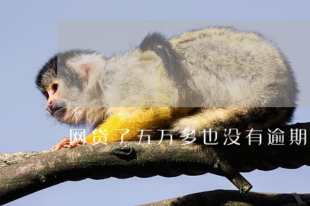 网贷了五万多也没有逾期 网贷了五万多也没有逾期
