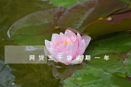 网贷五千块逾期一年 网贷五千块逾期一年