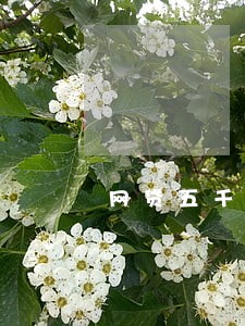 网贷五千逾期会不会被起诉