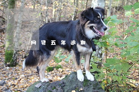 网贷五年逾期 网贷五年逾期