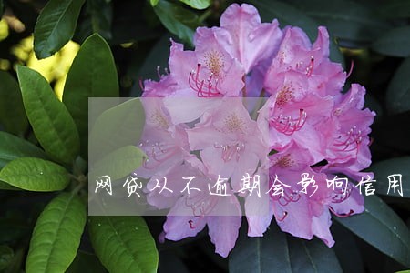 网贷从不逾期会影响信用吗 网贷从不逾期会影响信用吗
