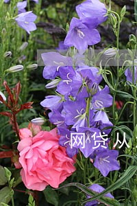 网贷从没逾期会影响征信吗 网贷从没逾期会影响征信吗