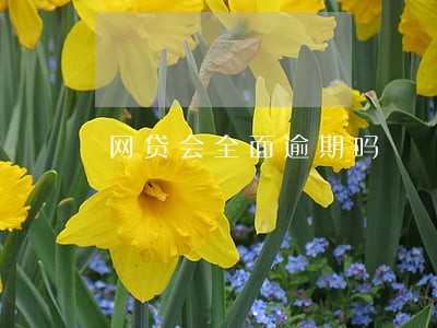 网贷会全面逾期吗 网贷会全面逾期吗