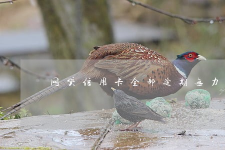 网贷信用卡全部逾期无力偿还 网贷信用卡全部逾期无力偿还