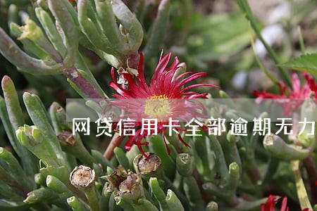 网贷信用卡全部逾期无力偿还跟父母坦白 网贷信用卡全部逾期无力偿还跟父母坦白