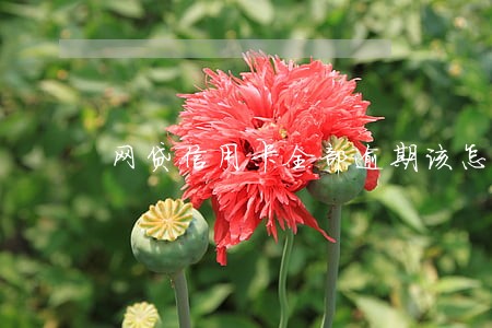 网贷信用卡全部逾期该怎么办 网贷信用卡全部逾期该怎么办